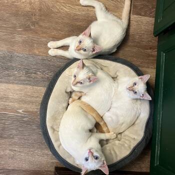 Rescue Domestic Short Hair Cats for Adoption in Yucca Valley, California - Astrid | PetCurious