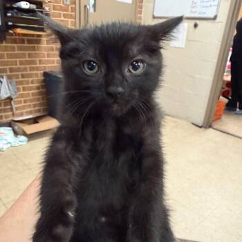 Toffee -  Domestic Short Hair Cat for Adoption in Birmingham, Alabama - Toffee | PetCurious