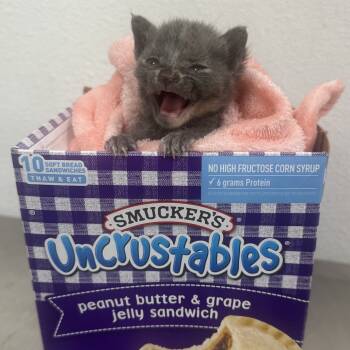 Rescue Domestic Short Hair Cats for Adoption in Port Richey, Florida - Smuckers Uncrustable | PetCurious