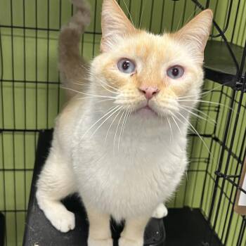 Domestic Short Hair Cats Available for Adoption - Dexter | PetCurious