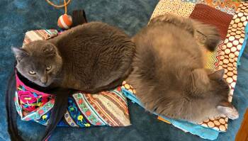 Rescue Domestic Short Hair Cats for Adoption in Minneapolis, Minnesota - Smokey Joe / Cookie Monster | PetCurious