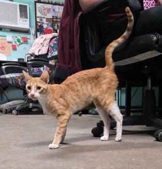 Parrot -  Domestic Short Hair Cat for Adoption in Rockport, Texas - Parrot | PetCurious