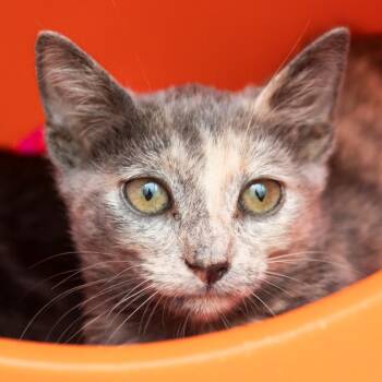 Pebble -  Domestic Short Hair Cat for Adoption in Middletown, Rhode Island - Pebble | PetCurious