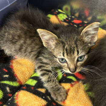 Rescue Domestic Short Hair Cats for Adoption in Hannibal, Missouri - Loki | PetCurious