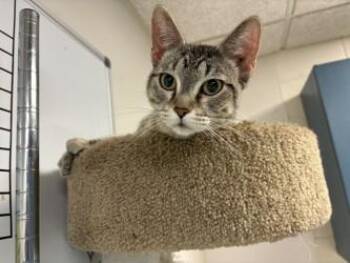 Phoebe -  Domestic Short Hair Cat for Adoption in Golden Valley, Minnesota - Phoebe | PetCurious