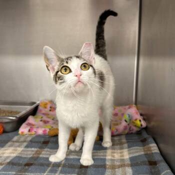 Domestic Short Hair Cats Available for Adoption in Beaumont, Texas - Daisy | PetCurious