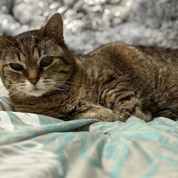 Marla -  Domestic Short Hair Cat for Adoption in West Des Moines, Iowa - Marla | PetCurious