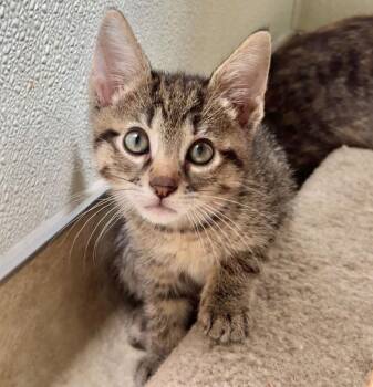 Yuri -  Domestic Short Hair Cat for Adoption in Cambria, California - Yuri | PetCurious