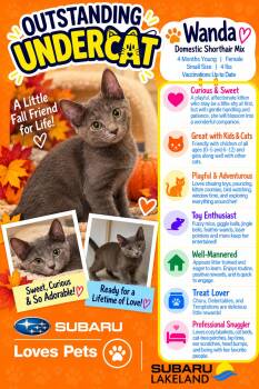 Wanda -  Domestic Short Hair Cat for Adoption in Winter Haven, Florida - Wanda | PetCurious