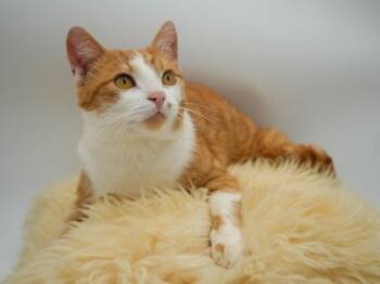 Rescue Domestic Short Hair Cats for Adoption in Bowling Green, Kentucky - Wrangler | PetCurious