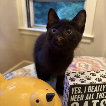 Gannex & Linen-the new stars of your home -  Domestic Short Hair Cat for Adoption in Stamford, Connecticut - Gannex & Linen-the New Stars Of Your Home | PetCurious