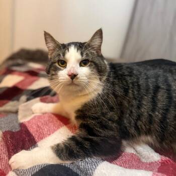 Domestic Short Hair Cats Available for Adoption - Remo | PetCurious