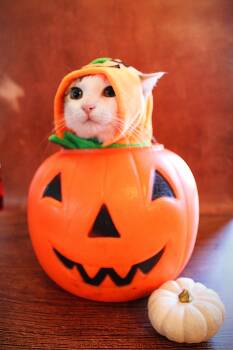 Kipper -  Tabby and Siamese Cat for Adoption in Lee