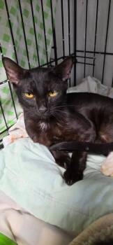 2026-89 Goddess -  Domestic Short Hair Cat for Adoption in Windsor, Connecticut - 2026-89 Goddess | PetCurious