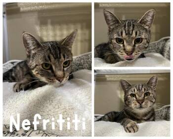 Nefertiti (Neffy) -  Domestic Short Hair Cat for Adoption in Pierceton, Indiana - Nefertiti (Neffy) | PetCurious