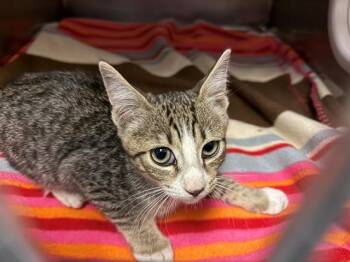 THOMAS -  Domestic Short Hair Cat for Adoption in Antioch, California - THOMAS | PetCurious