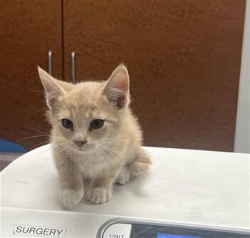 L FRONT -  Domestic Short Hair Cat for Adoption in Rancho Cucamonga, California - L FRONT | PetCurious