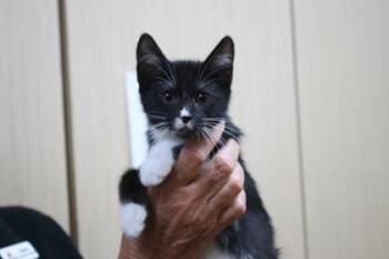 Corn on the Cob -  Domestic Short Hair Cat for Adoption in Brunswick, Georgia - Corn On The Cob | PetCurious