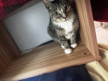 Solace -  Domestic Short Hair Cat for Adoption in Stratham, New Hampshire - Solace | PetCurious