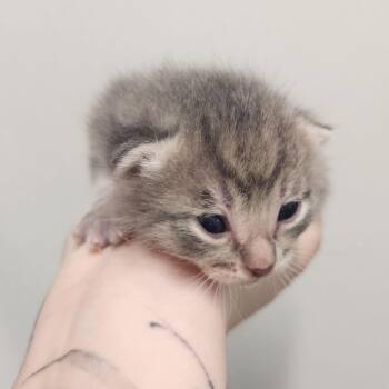 Blueberry Muffin -  Domestic Short Hair Cat Available for Adoption in North Battleford, Saskatchewan - Blueberry Muffin | PetCurious