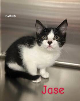 Jase -  Domestic Short Hair Cat for Adoption in Burlington, Iowa - Jase | PetCurious