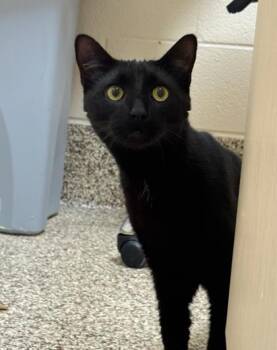 Domestic Short Hair Cats Available for Adoption in Westland, Michigan - T`Challa | PetCurious