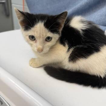 Footlong -  Domestic Short Hair Cat for Adoption in Parkersburg, West Virginia - Footlong | PetCurious