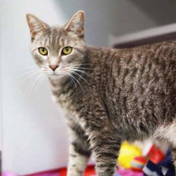 Henny -  Domestic Short Hair Cat for Adoption in Atlanta, Georgia - Henny | PetCurious