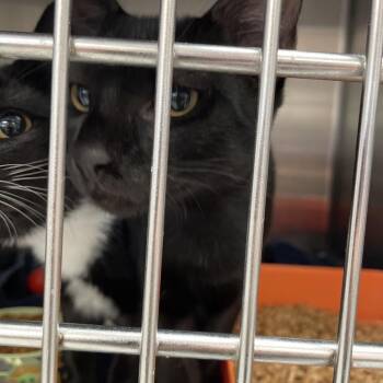 1073-C26 -  Domestic Short Hair Cat for Adoption in Port Charlotte, Florida - 1073-C26 | PetCurious