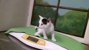 JOEY -  Domestic Short Hair Cat for Adoption in Houston, Texas - JOEY | PetCurious