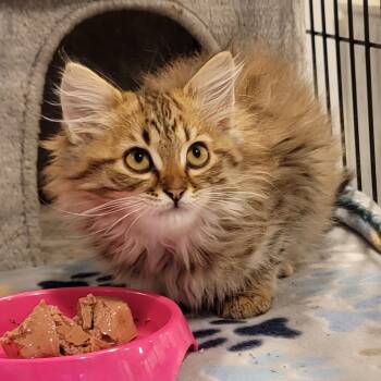 Carmel -  Domestic Long Hair Cat for Adoption in Wyandotte, Michigan - Carmel | PetCurious