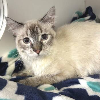 IVHS-Stray-141977 -  Domestic Short Hair Cat for Adoption in San Gabriel, California - IVHS-Stray-141977 | PetCurious
