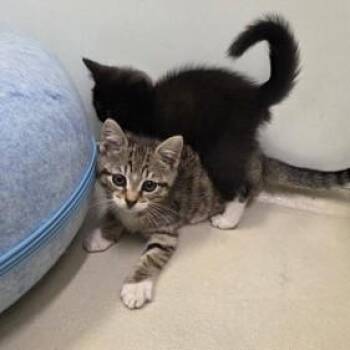 Paw Newman -  Domestic Short Hair Cat for Adoption in Phoenixville, Pennsylvania - Paw Newman | PetCurious