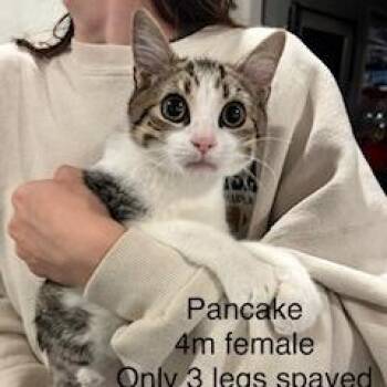 Pancake -  Domestic Short Hair Cat for Adoption in New Tazewell, Tennessee - Pancake | PetCurious