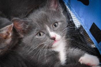Valentina -  American Shorthair Cat for Adoption in Port Washington, Wisconsin - Valentina | PetCurious