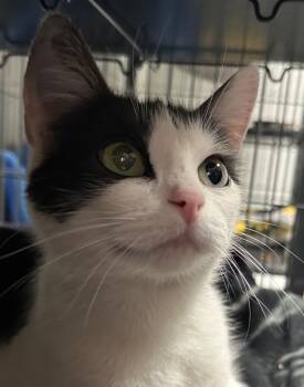 Rescue Domestic Short Hair Cats for Adoption in Saginaw, Michigan - Riki | PetCurious
