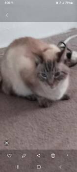 CHICKENNE -  Domestic Short Hair and Siamese Cat for Adoption in Long Beach, California - CHICKENNE | PetCurious