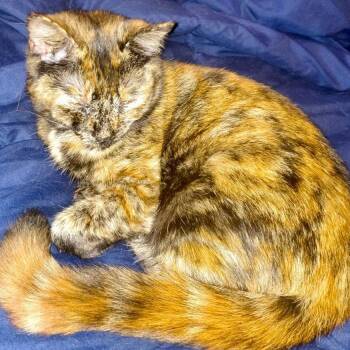 Umbreon -  Domestic Short Hair Cat Available for Adoption in Gastonia, North Carolina - Umbreon | PetCurious