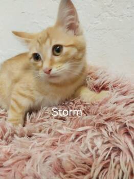Storm (92026) -  Domestic Short Hair and Tabby Cat for Adoption in St. George, Utah - Storm (92026) | PetCurious