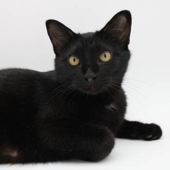 Rescue Domestic Short Hair Cats for Adoption in Martensdale, Iowa - Lorelai | PetCurious