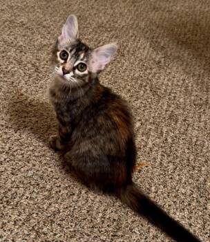 Jules Barden -  Torbie and Domestic Medium Hair Cat for Adoption in Chandler, Arizona - Jules Barden | PetCurious