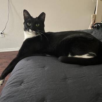 Boots -  Domestic Short Hair Cat for Adoption in Tulsa, Oklahoma - Boots | PetCurious