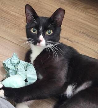 Domestic Short Hair Cats Available for Adoption - Harry | PetCurious