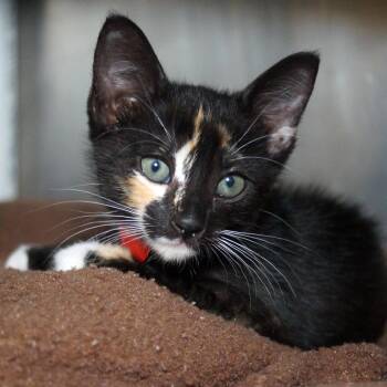 Scarlette -  Domestic Short Hair Cat for Adoption in West Palm Beach, Florida - Scarlette | PetCurious