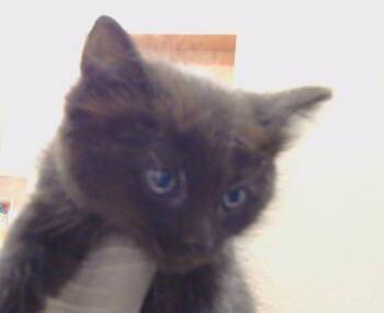 NOUR -  Domestic Medium Hair Cat for Adoption in Sacramento, California - NOUR | PetCurious