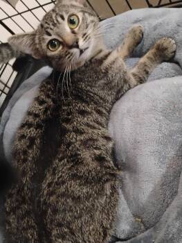 Millie ( Kat) -  Tabby Cat for Adoption in Vallejo, California - Millie ( Kat) | PetCurious