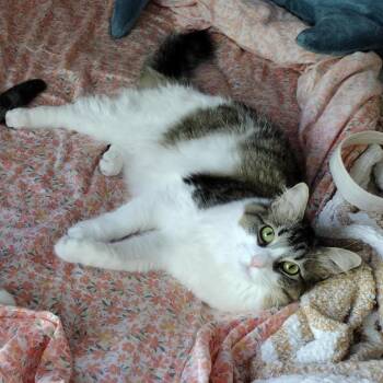 Twirl -  Domestic Long Hair Cat for Adoption in Las Vegas, Nevada - Twirl | PetCurious