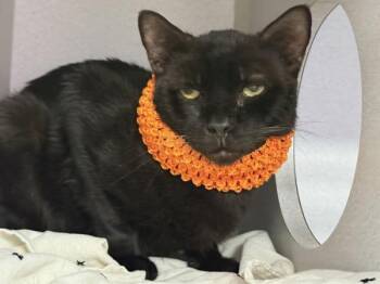 Genevieve -  Domestic Short Hair Cat for Adoption in New York, New York - Genevieve | PetCurious
