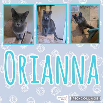 Rescue Domestic Short Hair Cats for Adoption in Spencerville, Ontario - Orianna | PetCurious