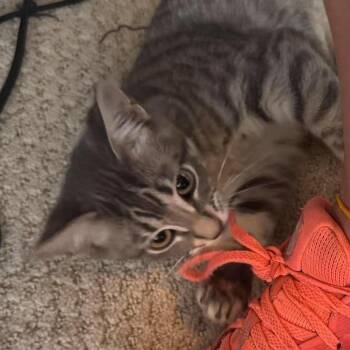 Tom Houston -  Domestic Short Hair Cat for Adoption in Denver, Colorado - Tom Houston | PetCurious